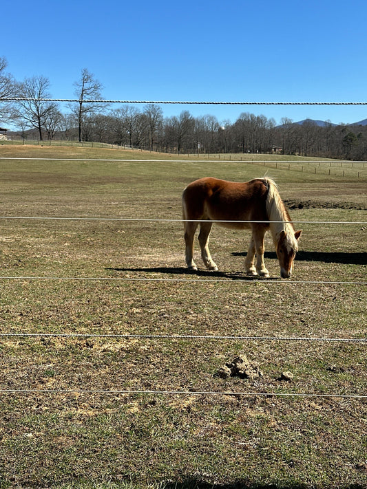 horse in cameo fencing agricultural fencing enclosure
