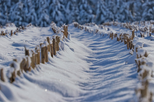 Snow covering fence line. Deep snow!