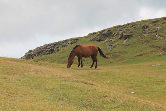 Why Buy Cameo Horse Fencing