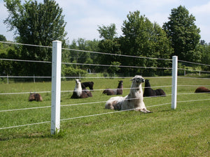 Why Combine “CAMEO” horse fencing with an Electric line?