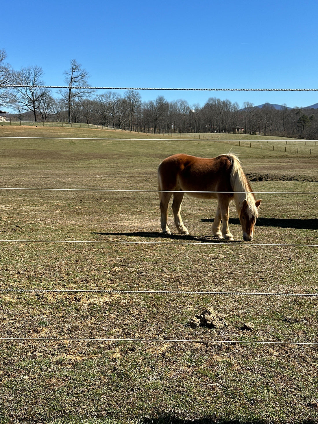 horse in cameo fencing agricultural fencing enclosure 