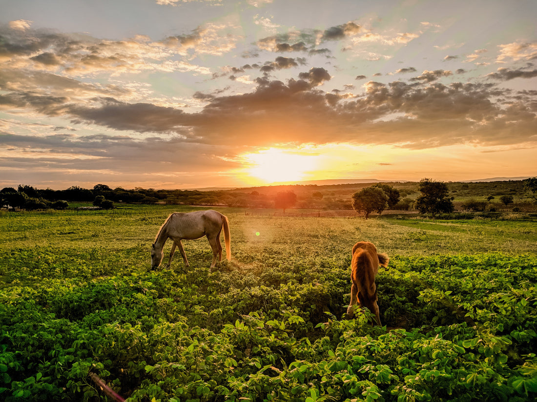 Benefits of the Cameo Horse Fencing System
