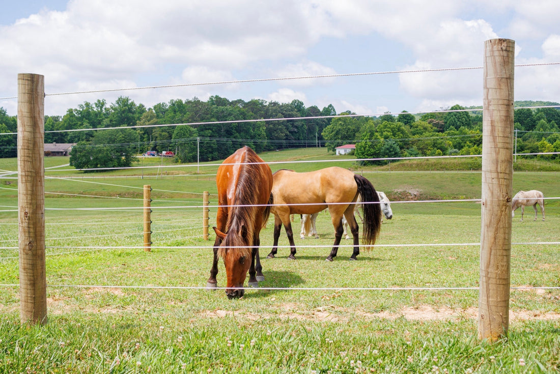 Real Stories: Cameo Fencing Customer Testimonials