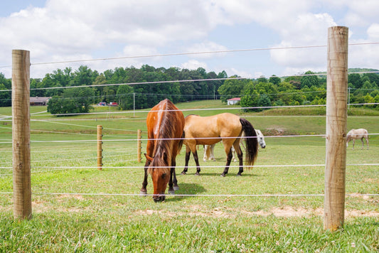 Real Stories: Cameo Fencing Customer Testimonials