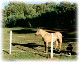 Why Fall Is a Critical Time for Fence Safety