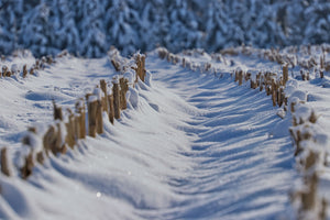 Cameo™ Horse Fence System Stands Up to Heavy Snowfall