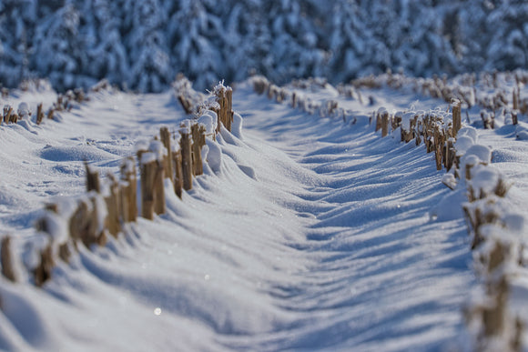 Snow covering fence line. Deep snow!