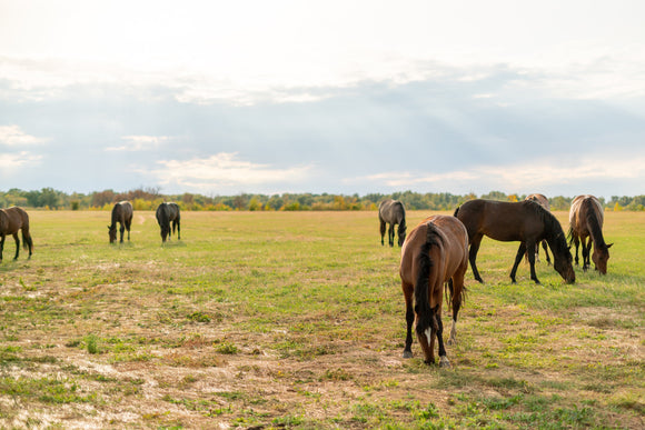 Choosing the Right Pasture Fence for Long-Term Safety and Strength