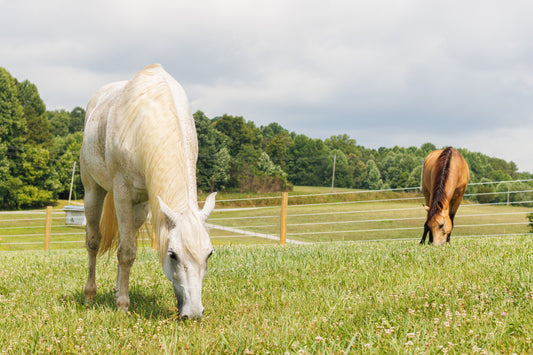 horses grazing in pasture