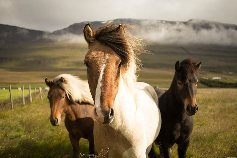 Dangers of Wire Horse Fencing