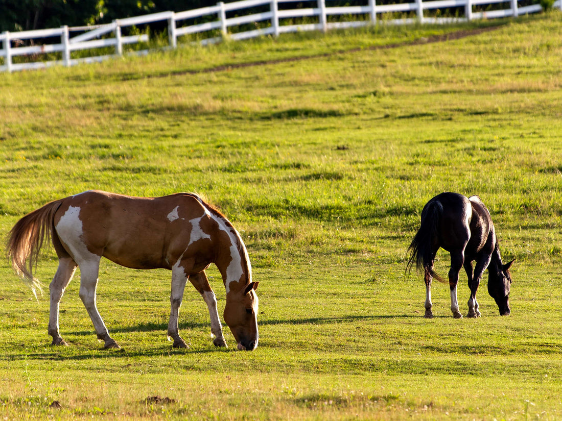 Horse Pasture Fencing: Safe, Flexible, and Built to Last