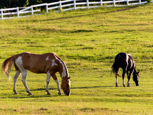 Horse Pasture Fencing: Safe, Flexible, and Built to Last