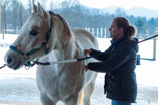 How to Bond with Your Horse Through Bodywork and a Safe Environment