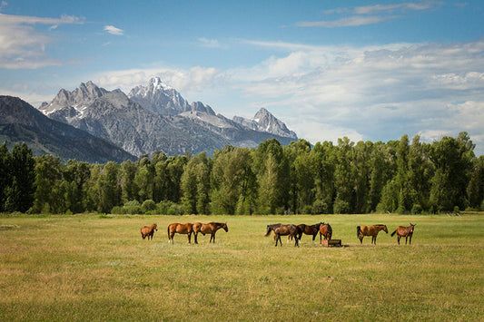 Safe Horse Fencing