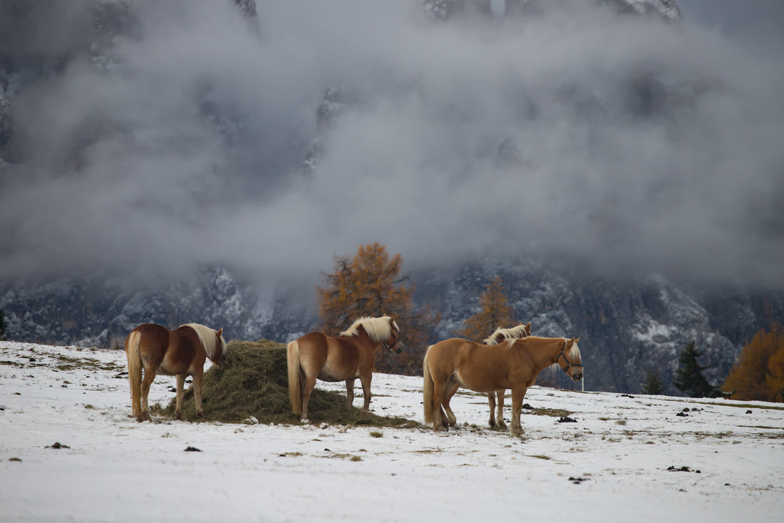 winter horses in cameo horse fence system