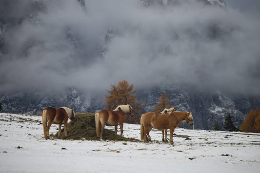 winter horses in cameo horse fence system