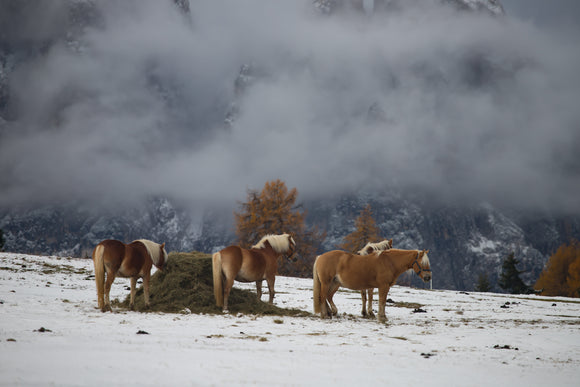 winter horses in cameo horse fence system
