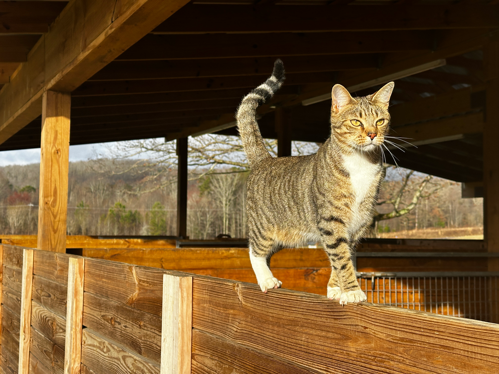 Cat Walking Barn Wall