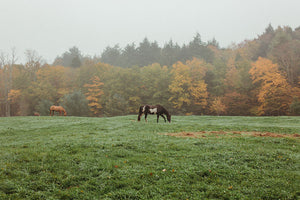 What posts do I use with Cameo horse fencing