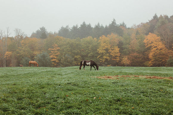 What posts do I use with Cameo horse fencing