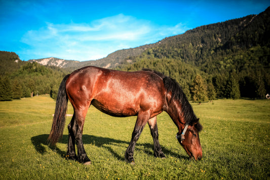 What Horses Can Teach Us About Safe Horse Fencing