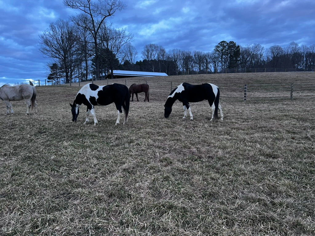 Costly Horse Fence Myths: Stronger Doesn't Mean Safer