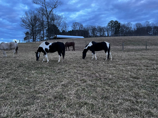 Costly Horse Fence Myths: Stronger Doesn't Mean Safer