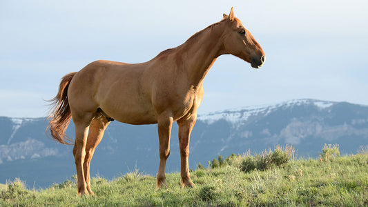 Horse Fence Brackets - Is that what you call them?