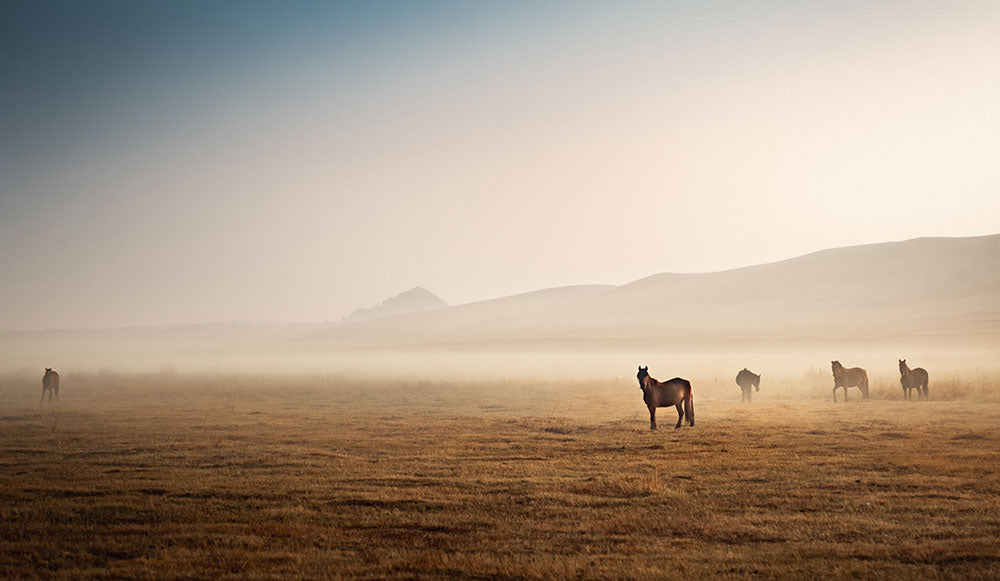 HORSE FENCE INJURIES: THE AFFORDABLE, DIY SOLUTION