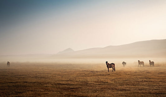 HORSE FENCE INJURIES: THE AFFORDABLE, DIY SOLUTION