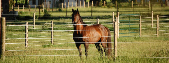 cameo fencing