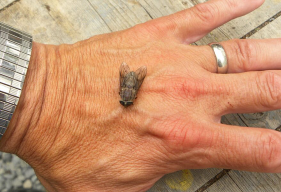 How to deal with Horse Fly Season - Cameo Fencing