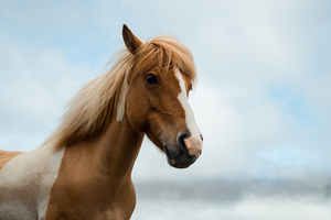 Is Wire Fencing Safe for Horses?