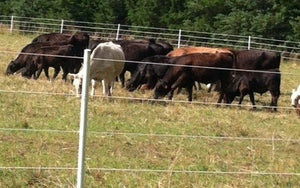Will “CAMEO” fencing work for my cattle as well as horses?