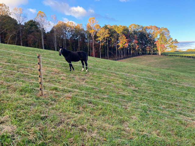 horse fencing