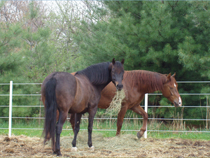 Cameo Fencing Inc